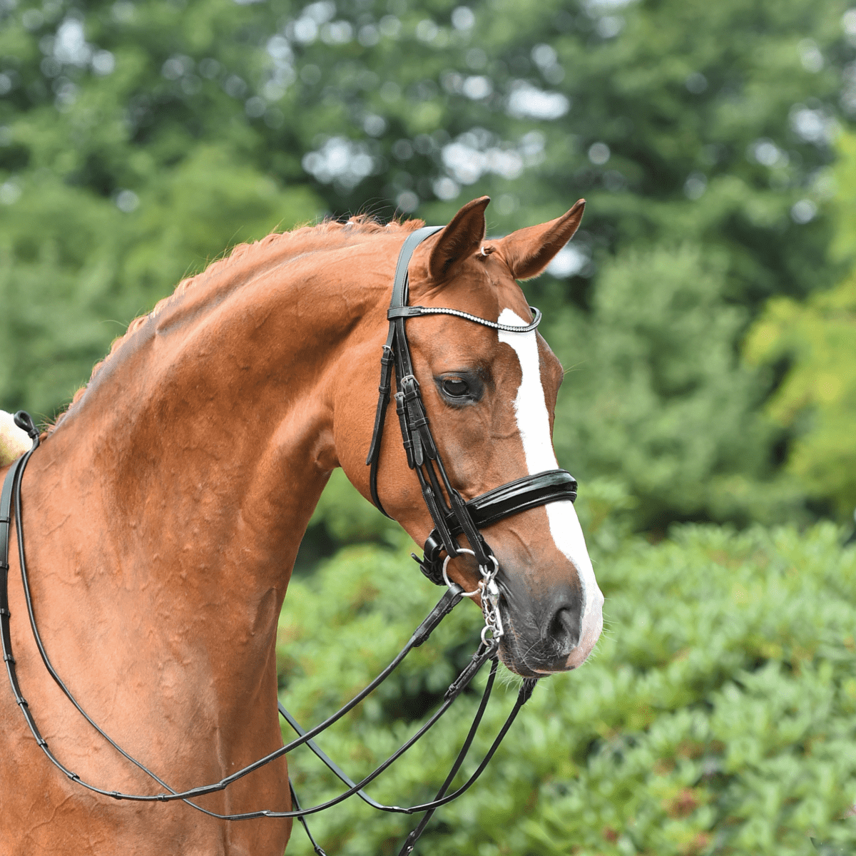 Busse Stang & Trens hoofdstel Mailand