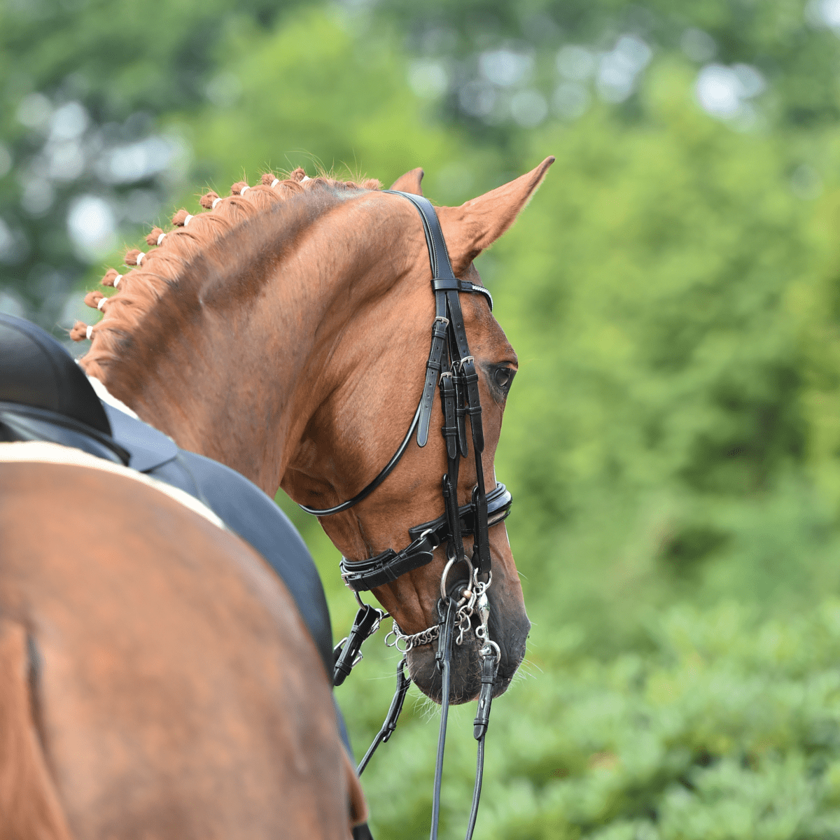 Busse Stang & Trens hoofdstel Mailand